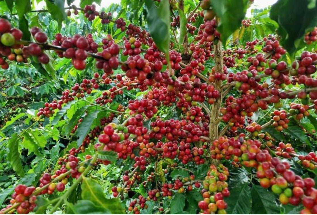 Why I Choose Carefully Sourced Coffee & Tea from Vietnam
