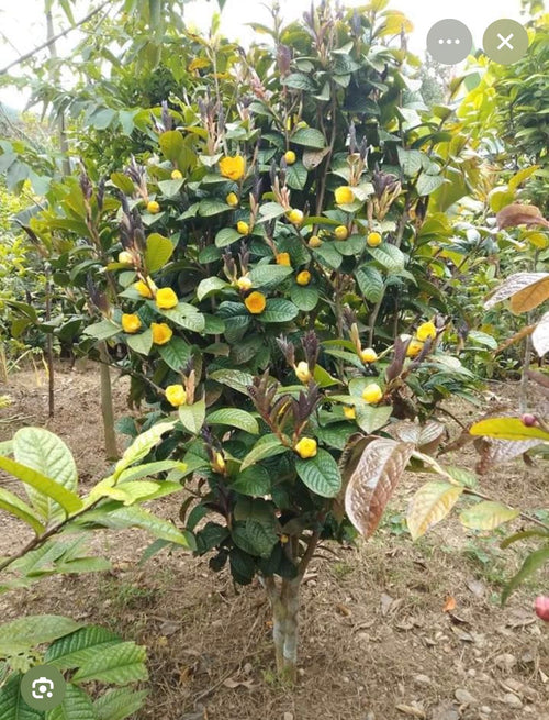 Golden Camellia Tea